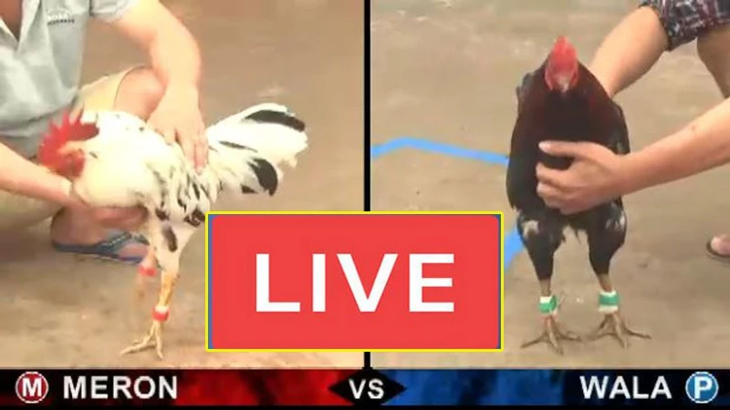 Super Simple 8K8 Cock Fighting Instructions For Newbies