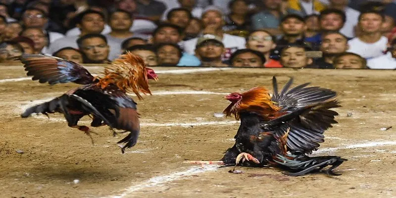 Exploring the Ethics of Thomo Cockfights: Tradition vs. Animal Welfare