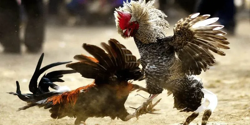 Basic Game Rules of Cockfighting at Thomo Arena